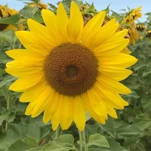 Meet your Posher, Joanne